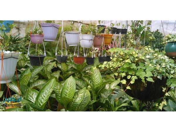 افتتاح گلخانه گل‌ و گیاه زینتی در محمودآباد/سرمایه گذاری 50 میلیاردی