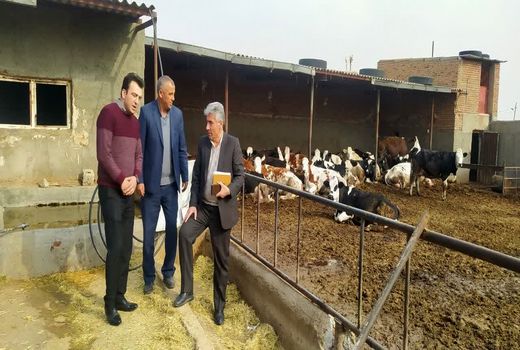 تولید ۹۷ هزار و ۸۰۰ تن خوراک دام در شهرستان تبریز