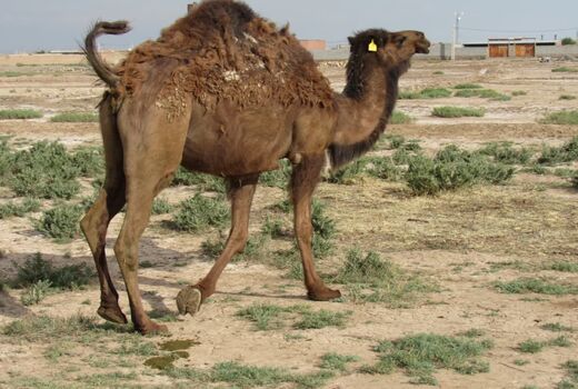 تولید سالانه 100 تن شیر شتر در اسکو