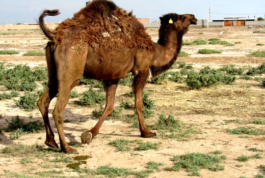 تولید سالانه 100 تن شیر شتر در اسکو