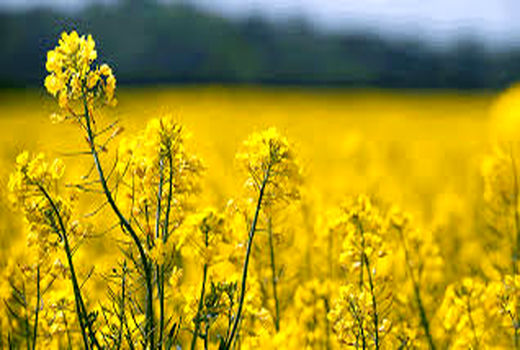 افزایش 500 هکتاری سطح زیر کشت دانه های روغنی در سال جاری در شهرستان ارزوئیه