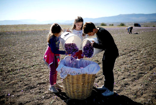 برداشت زعفران در یونان