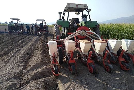 برآورد افزایش 20 درصدی کاشت چغندر قند در ممسنی