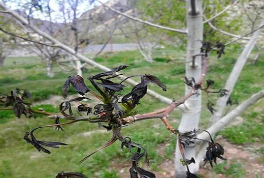 بیش از 1700 هکتار باغ مرودشت از سرما آسیب دید 