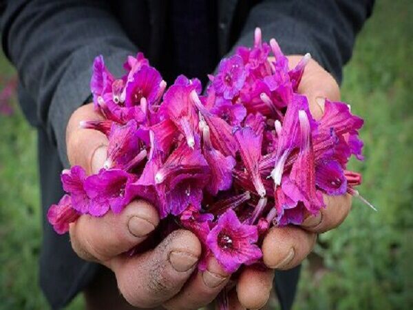 آغاز برداشت گیاه دارویی گل‌گاوزبان در گیلان