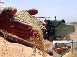 خرید تضمینی گندم از کشاورزان چهارمحال و بختیاری ادامه دارد