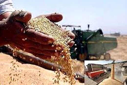 خرید تضمینی گندم از کشاورزان چهارمحال و بختیاری ادامه دارد