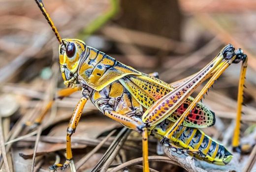 ملخ صحرایی کشورهای حاشیه جنوبی خلیج فارس را درنوردیده‌اند