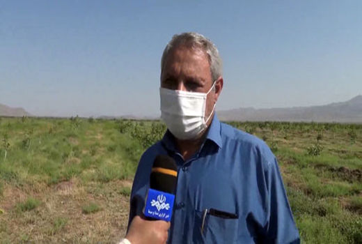 هجوم ملخ ‌ها به ۸۰ هکتار از باغ‌های شهرستان مرند