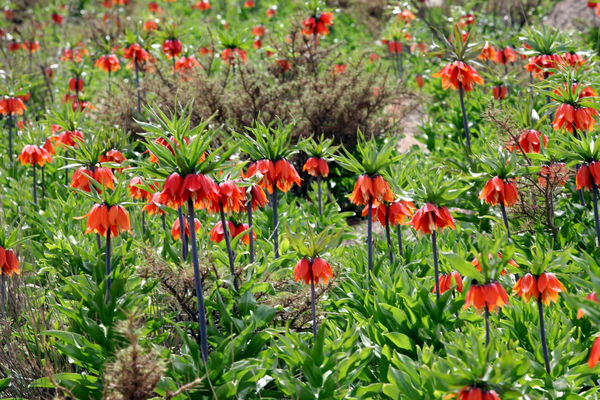 تراکم لاله های واژگون کوهرنگ 30 درصد افزایش یافت