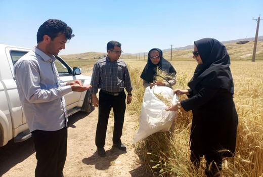 نظارت اکیپ‌های برداشت بر گندمزارهای اندیکا