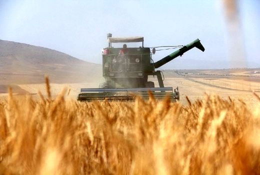 خرید تضمینی بیش از ۵۳ هزار تن گندم از کشاورزان اصفهانی