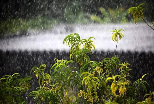 کشاورزان بوشهری مراقبت‌های بعد از بارندگی در مزارع را جدی بگیرند