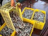 تولید میگو در کشور رکورد زد/تولید ۶۲.۵ هزار تنی میگو در ۱۴۰۴