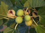 ایجاد باغات انجیر استهبان در استان سمنان برای نخستین بار