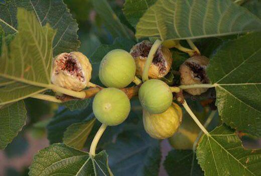 ایجاد باغات انجیر استهبان در استان سمنان برای نخستین بار