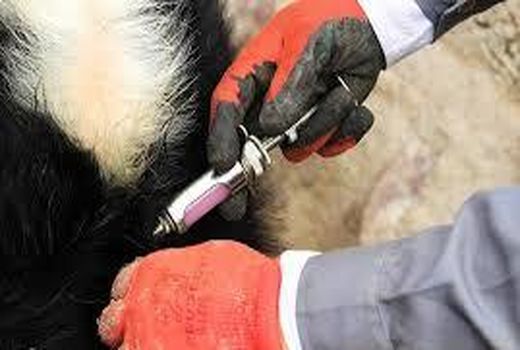 واکسینه کردن دام‌های کردستان در برابر تب برفکی