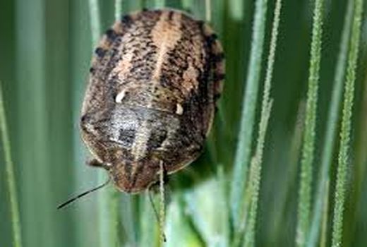 اهمیت زیاد مبارزه با سن مادری 