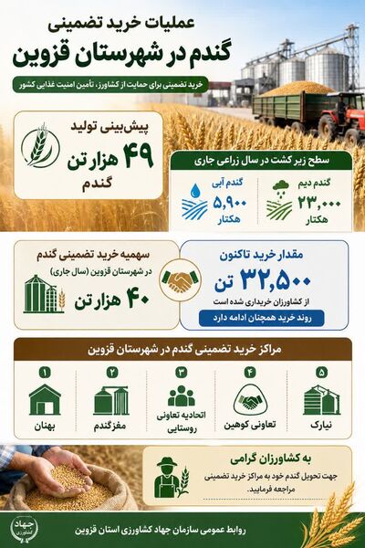 اینفوگرافی | عملیات خرید تضمینی گندم در شهرستان قزوین
