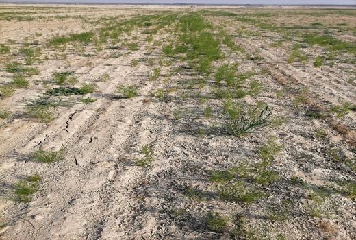 توسعه کشت گیاه دارویی کم آب بر زیره سبز