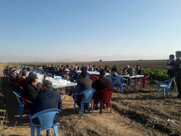 استان قزوین پتانسیل کشت گیاهان علوفه ای را دارد
