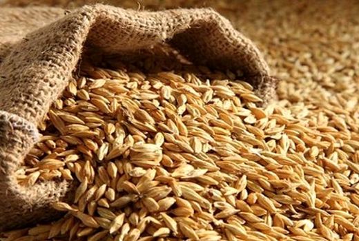 تولید بیش از 12 هزارتن جو در ارسنجان 