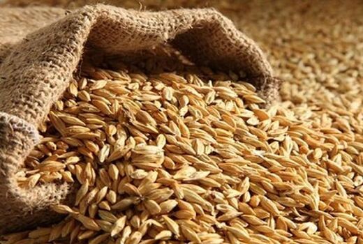 تولید بیش از 12 هزارتن جو در ارسنجان 