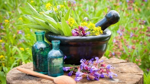 3 نرم افزار  بازار مجازی در زمینه گیاهان دارویی رونمایی میشود؛ هفته آینده