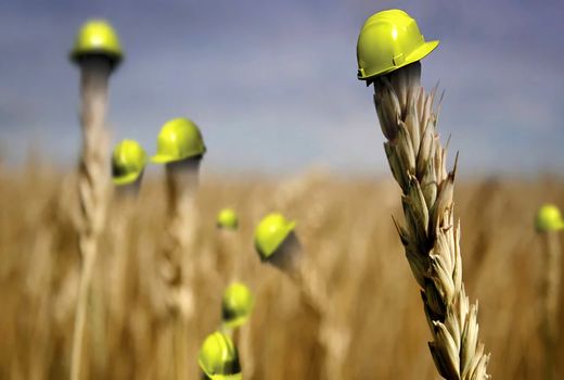 مهلت پرداخت اقساط بیمه کشاورزی افزایش یافت

