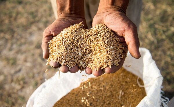 معرفی هفت رقم زراعی در واپسین روزهای سال 94/ دومین رقم تریتیکاله معرفی و نامگذاری شد