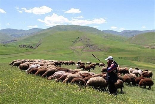 پرواربندی سه میلیون راس دام در طرح تولید قراردادی گوشت دام سبک عشایر 