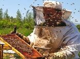 سرشماری زنبورستان‌ها در سال ۱۴۰۰ انجام نمی‌شود
