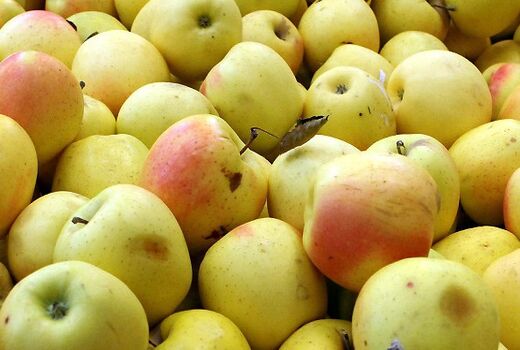 گردش مالی ۸ درصدی سیب صنعتی در آذربایجان غربی 