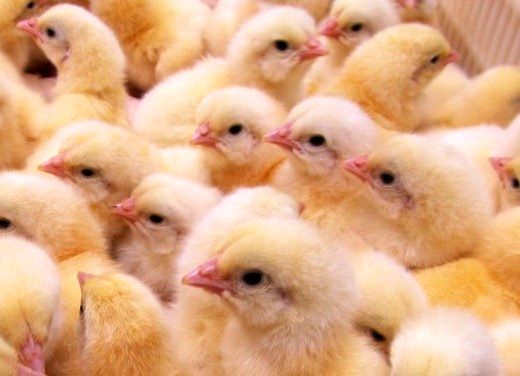 برخی استان‌ها سهمیه جوجه‌ریزی را رعایت نمی‌کنند/ فروش جوجه با حواله اتحادیه