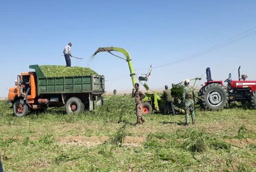 افزایش تولید ذرت علوفه ای در بشرویه