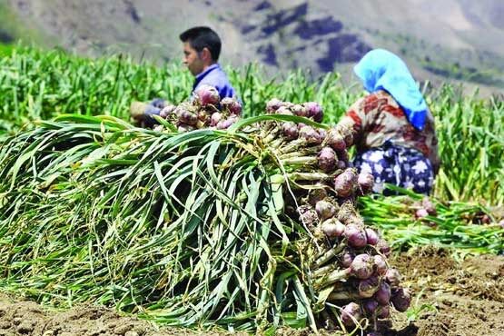 نیاز کشاورزی کردستان به 1300 میلیارد تومان اعتبار در سال