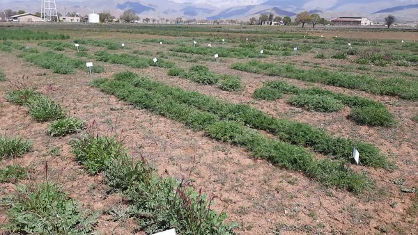 خودکفایی در تولید علوفه با اجرای طرح ملی تولید بذر گواهی شده گون علوفه‌‌ای 