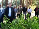 کاشت بیش از 133 هزار هکتار نهال کاری تاغ مقاوم به کم آبی