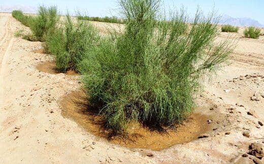 680 هکتار نهال‌کاری در عرصه‌های منابع طبیعی انجام شد