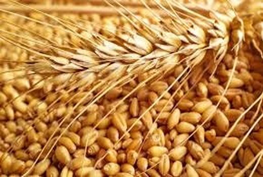 افزایش بهره‌وری گندم با اقدامات به نژادی و به زراعی 