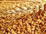 پرداخت ۲۰ هزار میلیارد تومان دیگر از مطالبات گندم‌کاران در سه روز