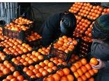 توزیع میوه شب عید استان همدان در روزهای پایانی سال