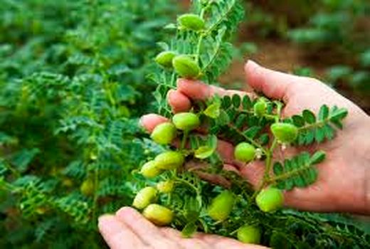 اجرای اولین مزرعه الگویی کشت نخود در گناوه 