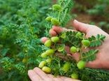 اجرای اولین مزرعه الگویی کشت نخود در گناوه 