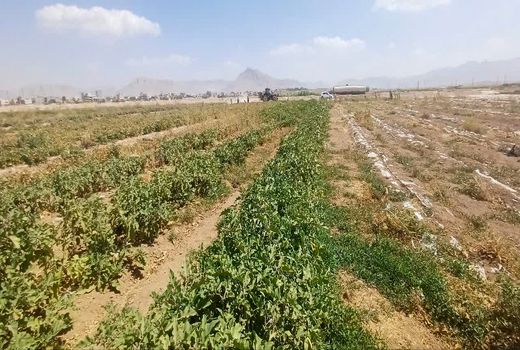 رونق کشت سبزی و صیفی در شهرستان شهرکرد با بهره‌گیری از روش‌های نوین