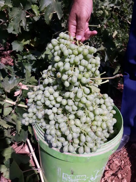 آغاز غوره  چینی از تاکستان‌های سپیدان  