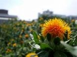 آغاز برداشت گلرنگ از مزارع استان زنجان