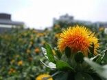 آغاز برداشت گلرنگ از مزارع استان زنجان