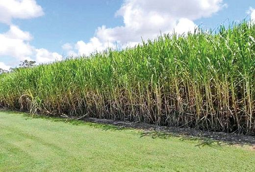 پیش‌بینی تولید ۷۰۰ هزار تن شکر از نیشکر