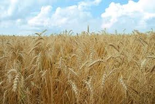 استمرار فعالیت اکیپ‌های برداشت در حمیدیه